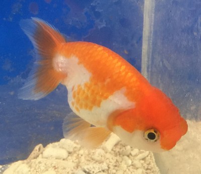 Red and White Ranchu Goldfish Live Freshwater ...