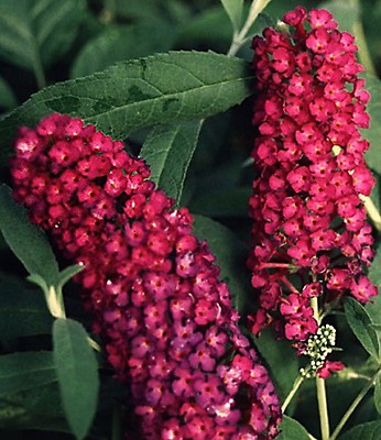 BEAUTIFUL ROYAL RED BUDDLEIA BUTTERFLY BUSH POTTED ...