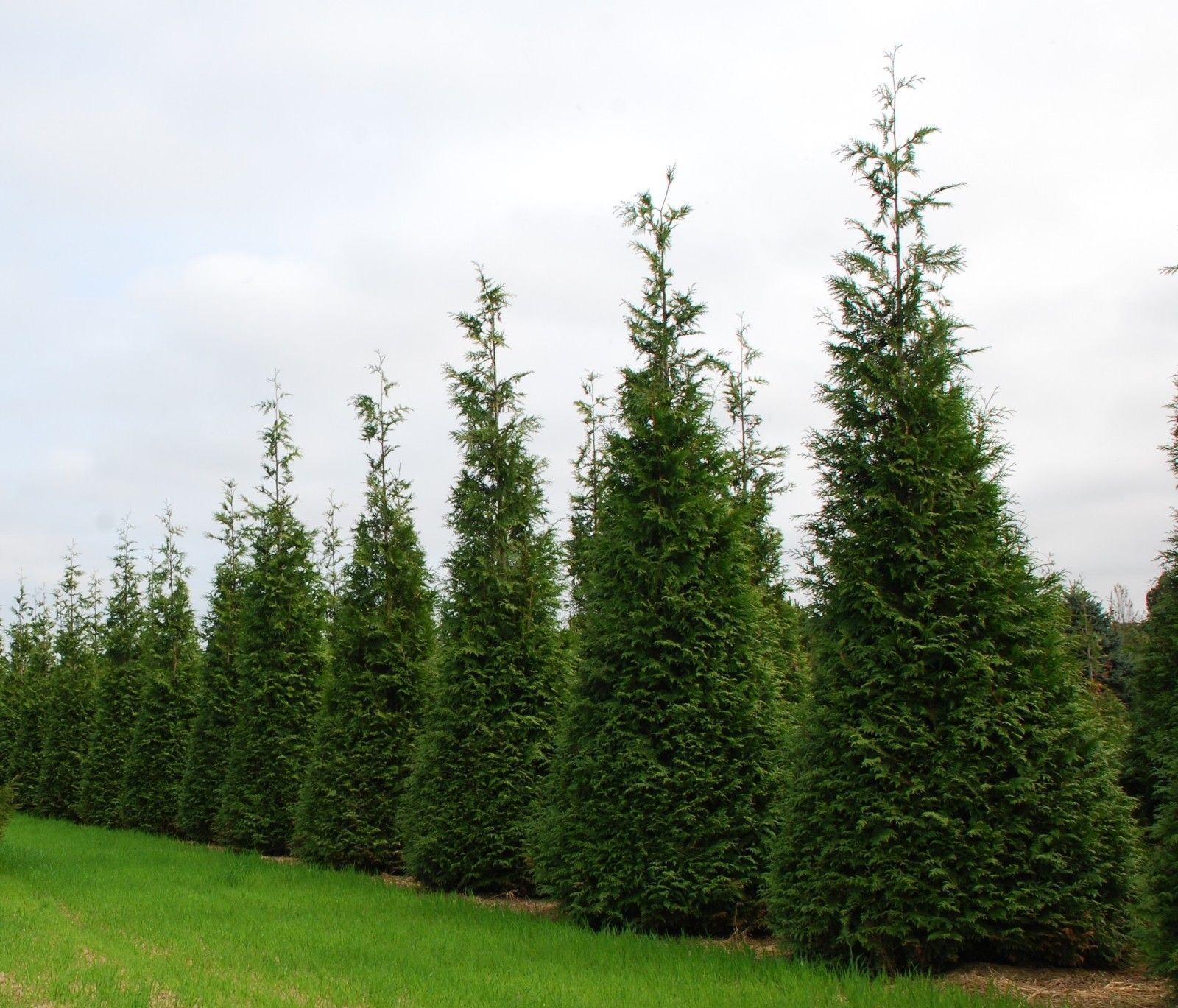 How to Plant Thuja Green Giant eBay
