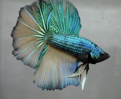 live Tropical Fish-Mustard Green dragon halfmoon betta ...