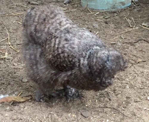 9+ Silkie,Showgirl & Sizzle hatching eggs rare ...