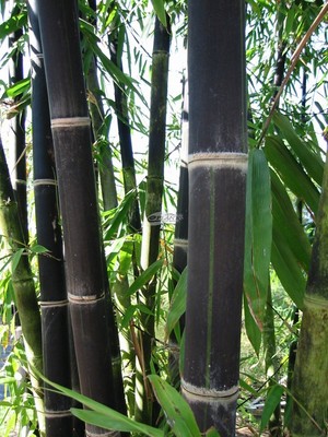Black Bamboo seeds Phyllostachys nigra Fresh seeds. ...
