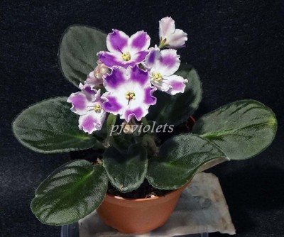 african violet Radiant Glow plant in 4 ...