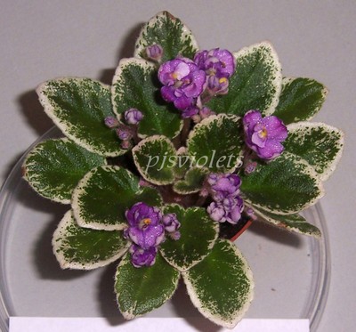 african violet  Grape Treat miniature plant ...