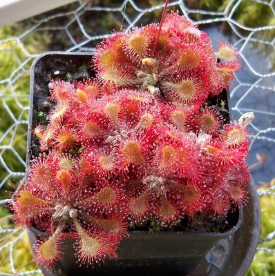 Drosera tokaiensis  - 100 seeds - ...