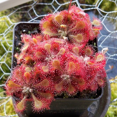 Drosera tokaiensis  - 50 seeds - ...