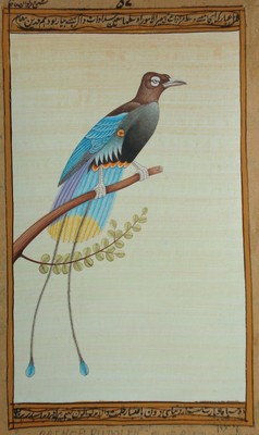 Bird Watching painting forest United States Water Color wild life PRINCE RUDOLPH
