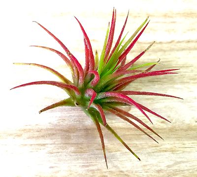 Single Tillandsia Air Plant - Seasonal Selection ...