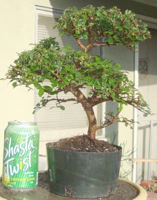 Catlin Elm Ulmus Pre Bonsai Dwarf Shohin ...