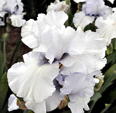 Aaron's Dream Tall Bearded Iris - 1 ...