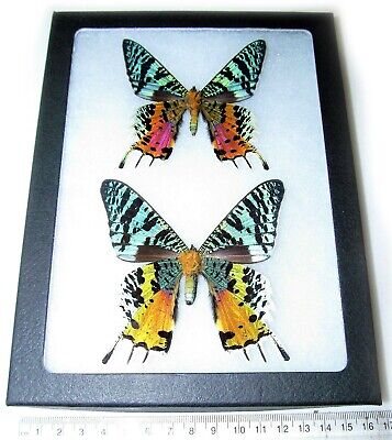 ➸ LITTLE CRITTERZ Insect Miniature Figurine Swallowtail Butterfly Tiger