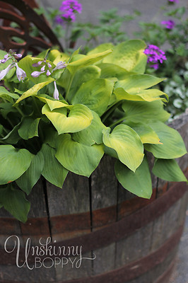 Shade Loving Plants: Hosta