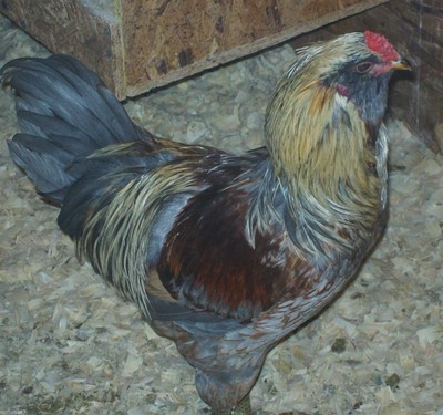 24+ BLUE SPLASH WHEATEN AMERAUCANA HATCHING EGGS ...