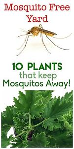 Keep your yard and garden mosquito free! Here are 10 plants that will help keep those pesky insects away naturally.