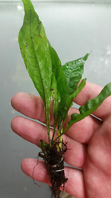Java Fern Live Freshwater Easy Aquarium Plant ...