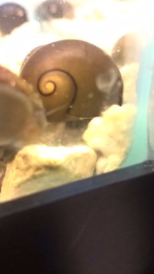 5 Nerite Snails mixed Live Freshwater Aquarium ...