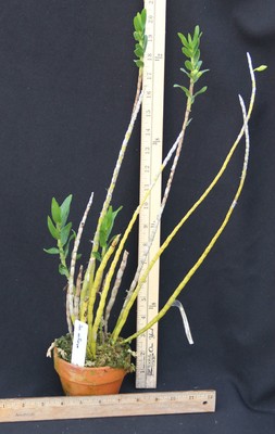 Dendrobium uniflorum IN BUD Species Orchid Plant