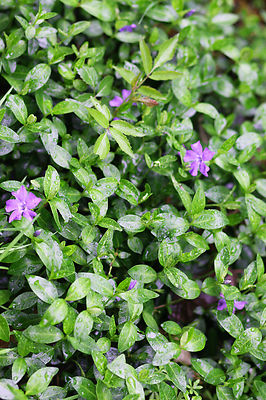 500 Myrtle Vinca Minor Periwinkle Ground Cover ...