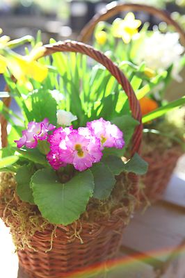 Cold season annuals work well when planted with spring bulbs in arrangements.