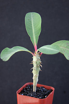 Euphorbia Viguieri @ exotic rare succulent cacti ...