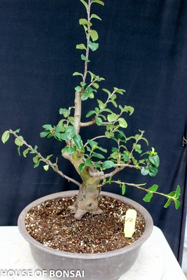 Chinese quince flowering, fruiting bonsai specimen tree ...