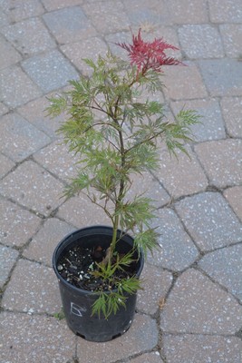 Acer palmatum 'Pink Filigree' RARE laceleaf Japanese ...