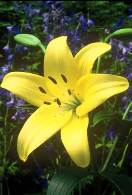 1  lily bulb 'Dazzle' 14/+ large ...