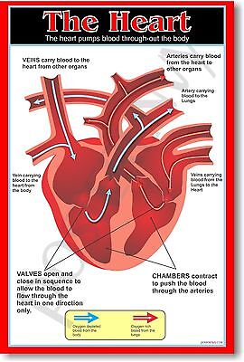 Heart - Anatomy Biology Science Classroom School ...