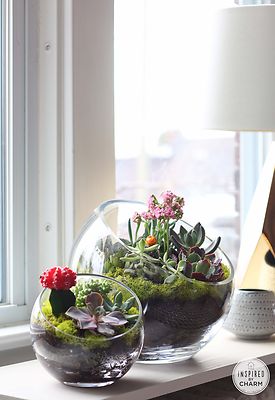 How to Create a Succulent Garden | eBay