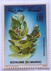 Rsultat de recherche dimages pour flore marocaine photos