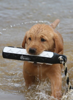 Avery Greenhead Gear Sporting Dog 2