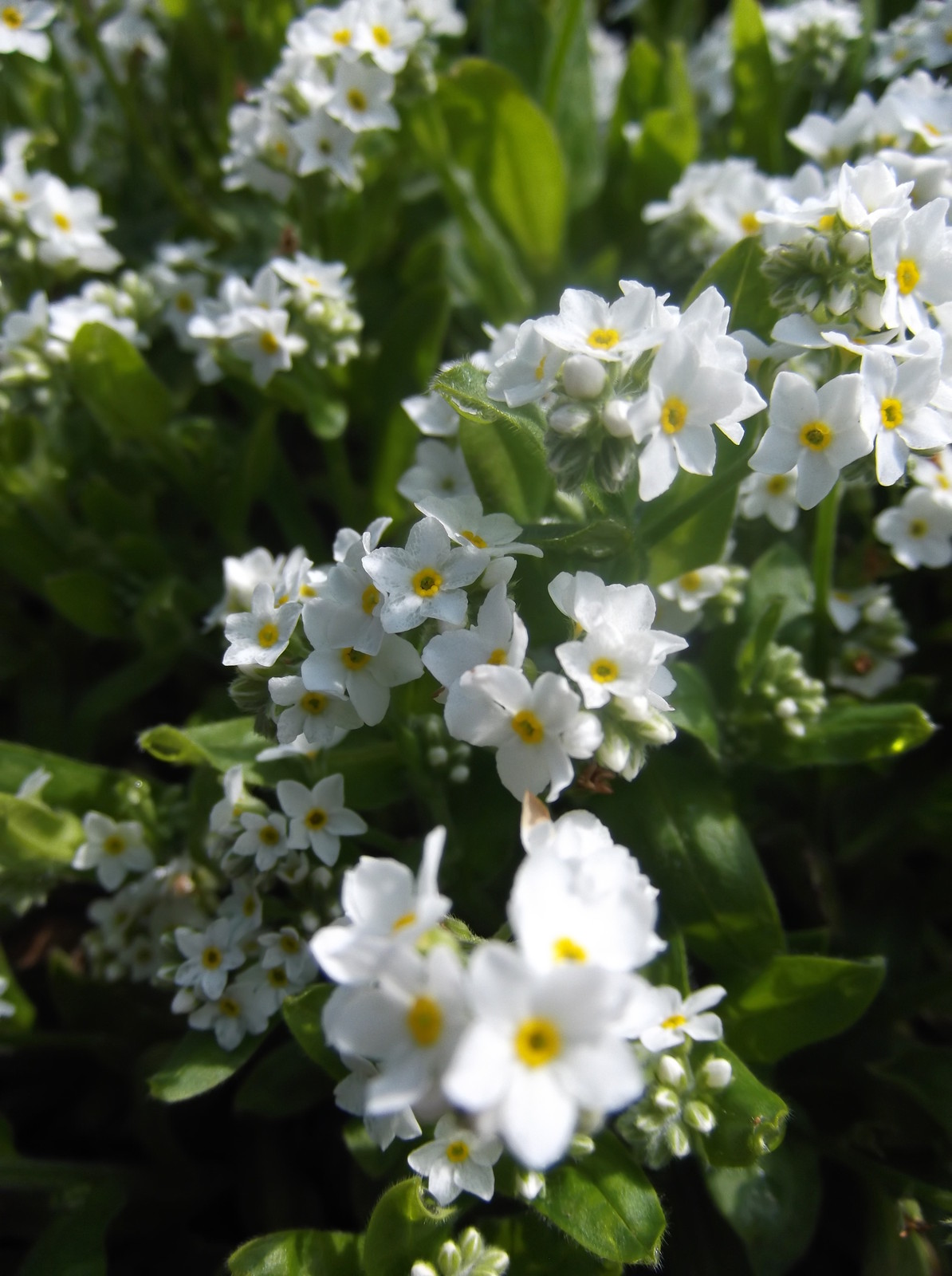 ME NOT MYOSOTIS ALPESTRIS WHITE 0.7GM 1100 SEEDS eBay