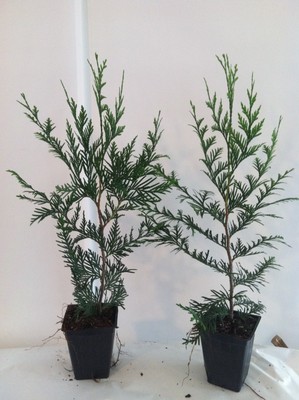 Pack of 10   THUJA GREEN ...