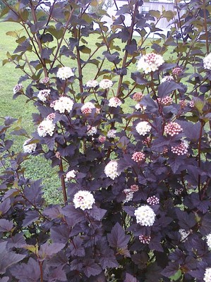 10+ Black Beauty Ninebark Seeds Dark Foliage ...