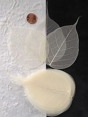 25 Bleached White leaf Po Bo Banyan Skeleton Leaves Cards Candles crafts Medium 