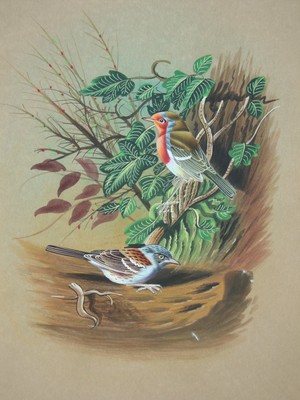 Bird painting ehs forest miniacher Painting artist natural animal paper gift US