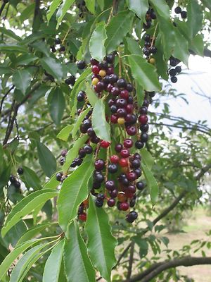 Black Cherry, Prunus serotina, Fast! Hardy! Tree ...