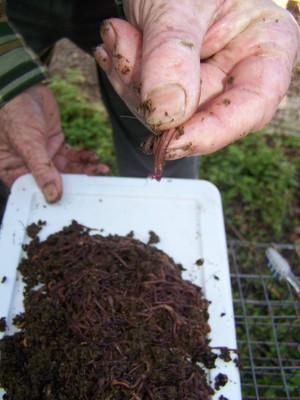 Red Wiggler Composting Worms--1/2 Lb Live Worms