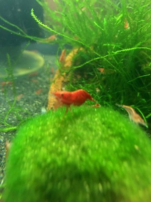 Red Cherry Shrimp (6+1) Sakura Grade Freshwater ...