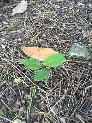 Laurus nobilis (bay tree, Laurel Tree) 10 ...