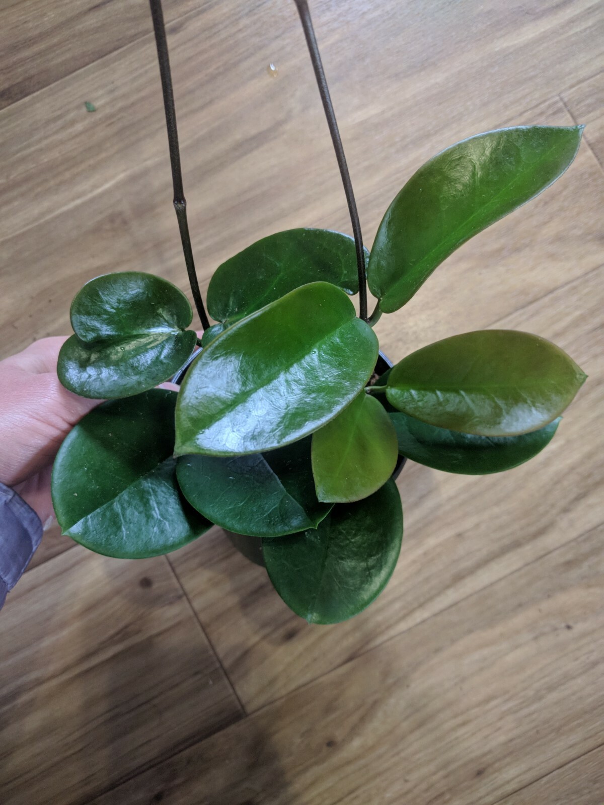 Full Of Runners Rare Hoya Cv Crystal Large Bloom Size 5 5 Hanging Baskets Home Garden Houseplants Chargiran Com