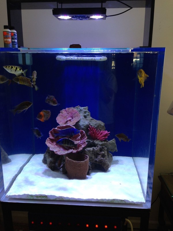 How to Build an Acrylic Aquarium eBay