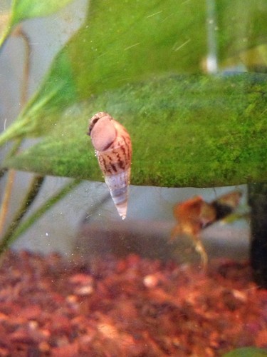 10 Malaysian Trumpet Snails Live Freshwater Aquarium ...