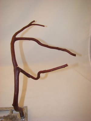 Manzanita Bird Perch  Cage Top  ...