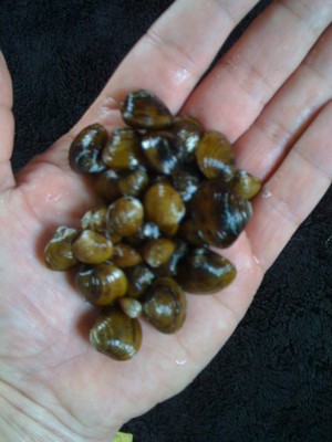 10 live freshwater golden baby clams, filter ...