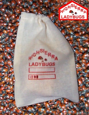 1500 Fresh Premium Live Ladybugs  Natural ...