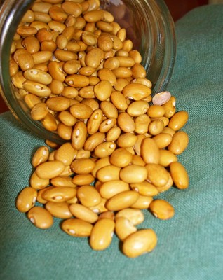 Yellow Indian Woman Bean 200 (SEEDS ) ...