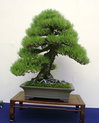 Japanese Black Pine, Pinus Thunbergiana, Tree Seeds