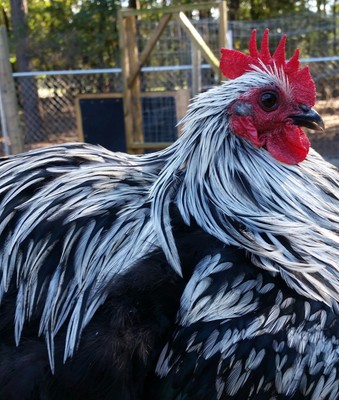 12 BIRCHEN COCHEN BANTAM HATCHING EGGS