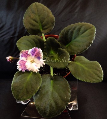 african violet Amour Elite  plant in ...